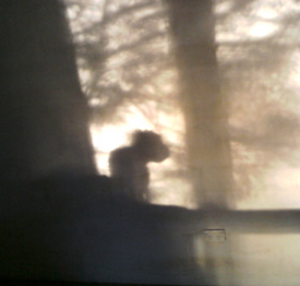'First Light with Edith Piaf ' photograph, 2013